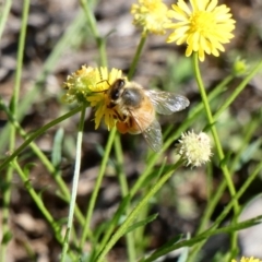 Apis mellifera (European honey bee) at Deakin, ACT - 15 Apr 2020 by TomT