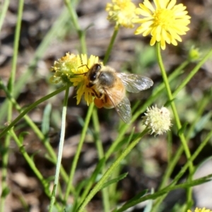 Apis mellifera at Deakin, ACT - 15 Apr 2020