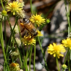 Apis mellifera at Deakin, ACT - 15 Apr 2020 12:58 PM