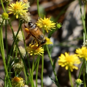 Apis mellifera at Deakin, ACT - 15 Apr 2020 12:58 PM