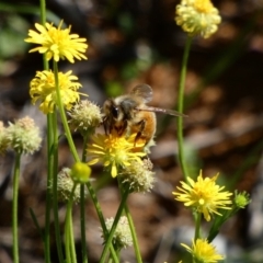 Apis mellifera at Deakin, ACT - 15 Apr 2020 12:58 PM