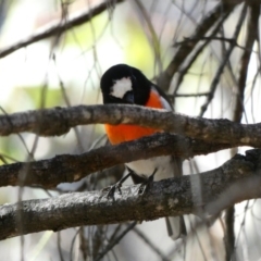 Petroica boodang (Scarlet Robin) at Red Hill Nature Reserve - 15 Apr 2020 by TomT