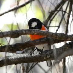 Petroica boodang (Scarlet Robin) at Red Hill, ACT - 15 Apr 2020 by TomT