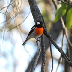 Petroica boodang (Scarlet Robin) at Deakin, ACT - 12 Apr 2020 by TomT