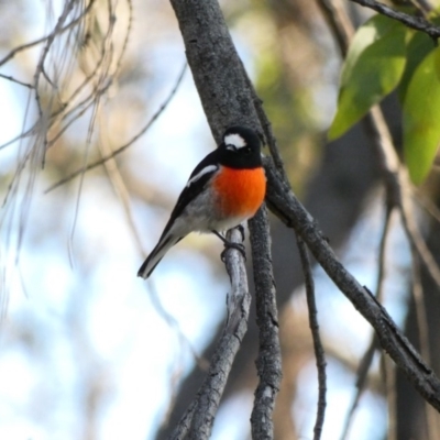 Petroica boodang (Scarlet Robin) at Red Hill Nature Reserve - 12 Apr 2020 by TomT