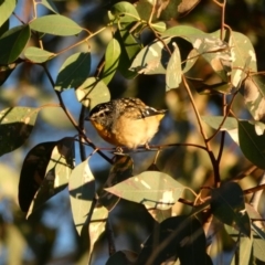 Pardalotus punctatus (Spotted Pardalote) at Deakin, ACT - 10 Apr 2020 by TomT