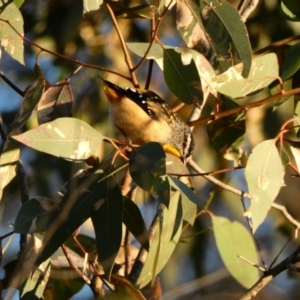 Pardalotus punctatus at Deakin, ACT - 10 Apr 2020