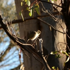 Caligavis chrysops (Yellow-faced Honeyeater) at Red Hill Nature Reserve - 10 Apr 2020 by TomT