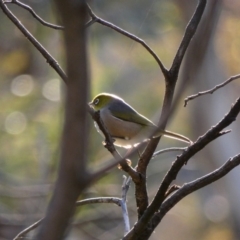 Zosterops lateralis (Silvereye) at Red Hill Nature Reserve - 10 Apr 2020 by TomT