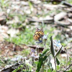 Vanessa kershawi (Australian Painted Lady) at Red Hill, ACT - 15 Apr 2020 by TomT