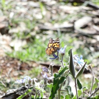 Vanessa kershawi (Australian Painted Lady) at Red Hill, ACT - 15 Apr 2020 by TomT