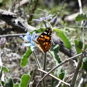 Vanessa kershawi at Red Hill, ACT - 15 Apr 2020 12:29 PM