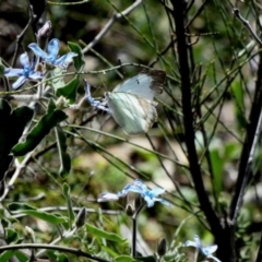 Catopsilia pyranthe (White migrant) at Red Hill, ACT - 15 Apr 2020 by TomT