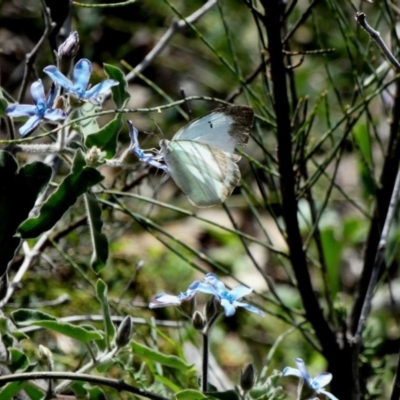 Catopsilia pyranthe (White migrant) at Red Hill Nature Reserve - 15 Apr 2020 by TomT