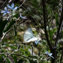 Catopsilia pyranthe at Red Hill, ACT - 15 Apr 2020