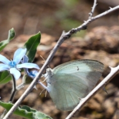 Catopsilia pyranthe at Red Hill, ACT - 15 Apr 2020