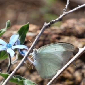 Catopsilia pyranthe at Red Hill, ACT - 15 Apr 2020