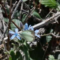 Catopsilia pyranthe at Red Hill, ACT - 15 Apr 2020