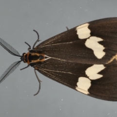 Nyctemera amicus (Senecio Moth, Magpie Moth, Cineraria Moth) at Ainslie, ACT - 17 Apr 2020 by jb2602