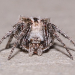 Socca pustulosa at Evatt, ACT - 18 Oct 2015 06:56 AM