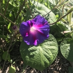 Ipomoea purpurea (Common Morning Glory) at Lawson, ACT - 16 Apr 2020 by rainer