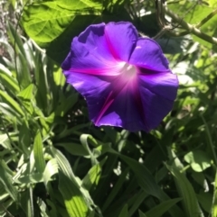 Ipomoea purpurea at Lawson, ACT - 17 Apr 2020