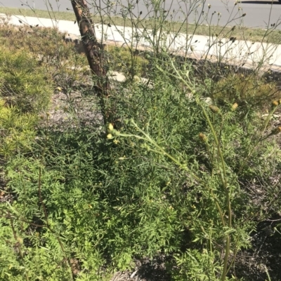 Bidens subalternans (Greater Beggars Ticks) at Lawson, ACT - 17 Apr 2020 by rainer
