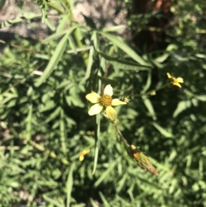 Bidens subalternans at Lawson, ACT - 17 Apr 2020