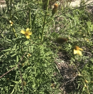 Bidens subalternans at Lawson, ACT - 17 Apr 2020 09:30 AM