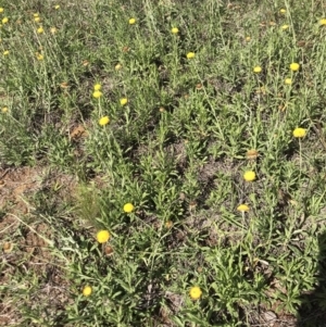 Coronidium gunnianum at Lawson, ACT - 6 Apr 2020