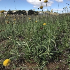 Coronidium gunnianum at Lawson, ACT - 6 Apr 2020