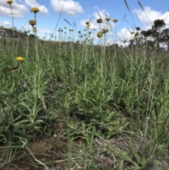 Coronidium gunnianum at Lawson, ACT - 6 Apr 2020