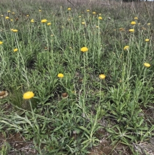 Coronidium gunnianum at Lawson, ACT - 6 Apr 2020