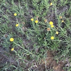 Coronidium gunnianum at Lawson, ACT - 6 Apr 2020