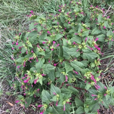 Mirabilis jalapa (Four O'clock Plant or Marvel of Peru) at O'Connor Ridge to Gungahlin Grasslands - 18 Apr 2020 by rainer