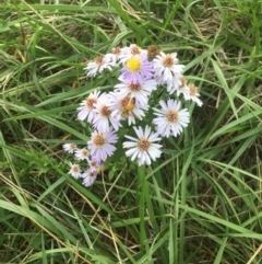 Symphyotrichum novi-belgii (Michaelmas Daisy) at Lake Ginninderra - 25 Mar 2020 by rainer