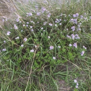 Symphyotrichum novi-belgii at Lawson, ACT - 25 Mar 2020