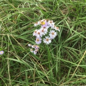 Symphyotrichum novi-belgii at Lawson, ACT - 25 Mar 2020