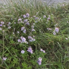 Symphyotrichum novi-belgii at Lawson, ACT - 25 Mar 2020