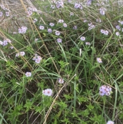 Symphyotrichum novi-belgii at Lawson, ACT - 25 Mar 2020 04:49 PM