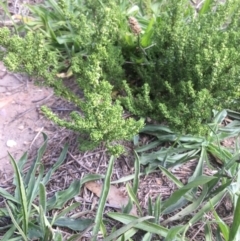 Dysphania multifida (Scented Goosefoot) at Lawson, ACT - 25 Mar 2020 by rainer