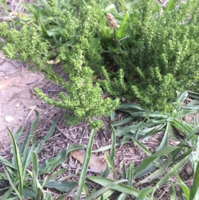 Dysphania multifida (Scented Goosefoot) at Lawson, ACT - 25 Mar 2020 by rainer