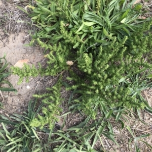 Dysphania multifida at Lawson, ACT - 25 Mar 2020