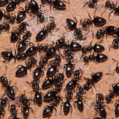 Crematogaster sp. (genus) (Acrobat ant, Cocktail ant) at Evatt, ACT - 19 Oct 2015 by TimL