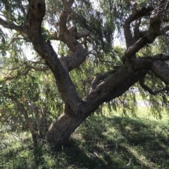Eucalyptus nortonii (Mealy Bundy) at Lyneham Ridge - 18 Apr 2020 by walter