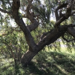 Eucalyptus nortonii (Large-flowered Bundy) at Lyneham Ridge - 18 Apr 2020 by walter