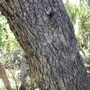 Eucalyptus nortonii at Kaleen, ACT - 18 Apr 2020