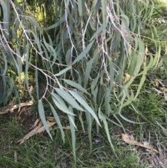 Eucalyptus nortonii at O'Connor Ridge to Gungahlin Grasslands - 18 Apr 2020 02:45 PM