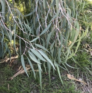 Eucalyptus nortonii at O'Connor Ridge to Gungahlin Grasslands - 18 Apr 2020