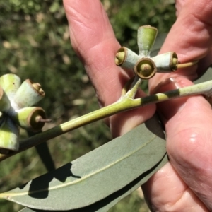 Eucalyptus nortonii at O'Connor Ridge to Gungahlin Grasslands - 18 Apr 2020